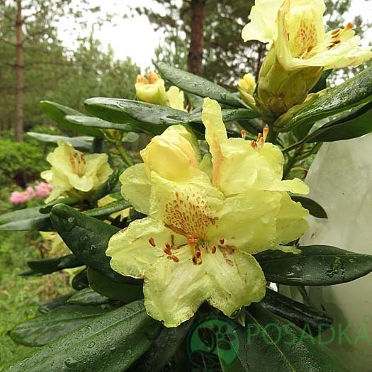 картинка Рододендрон Kristian's Sunshine С4 
