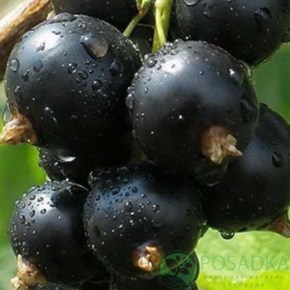 картинка Смородина чёрная Велой 