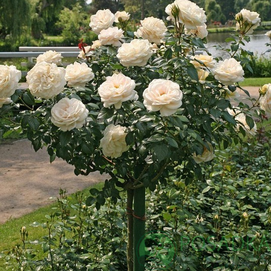 картинка Розы штамбовая Шопен 