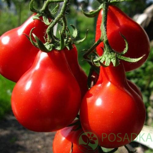 картинка Семена Томат Трюфель красный 0.1гр, SeedEra 