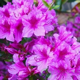 картинка Азалия японская Blue Danube 