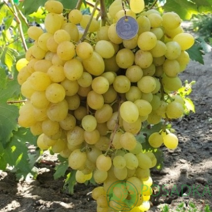 картинка Виноград вегетирующий Соломия 