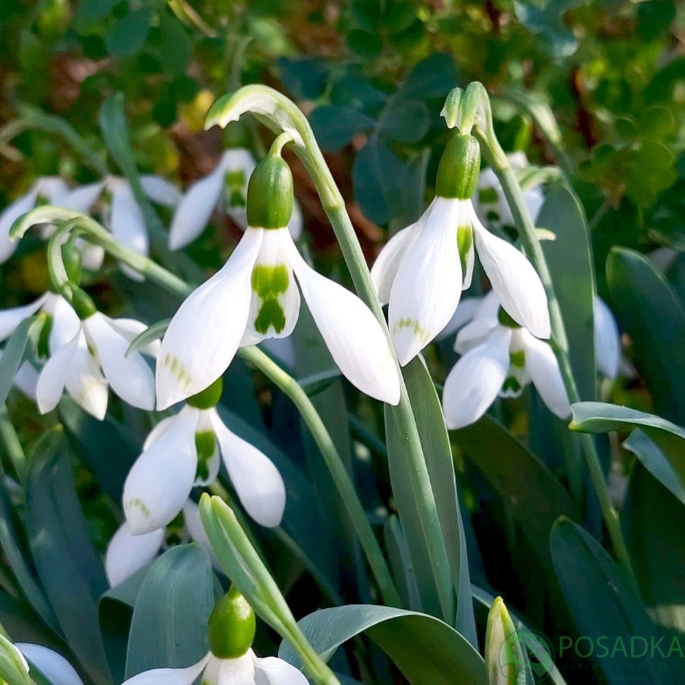 картинка Подснежник elwesii Snow Fox  картинка Подснежник elwesii Snow Fox