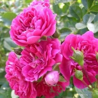 картинка Роза флорибунда Берлебург 