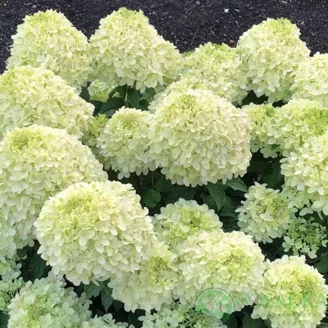 картинка Гортензия метельчатая Living Summer Breeze 