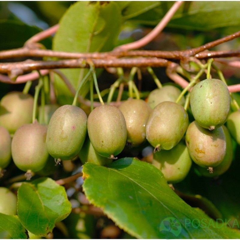 картинка Актинидия Самоплодная С2 