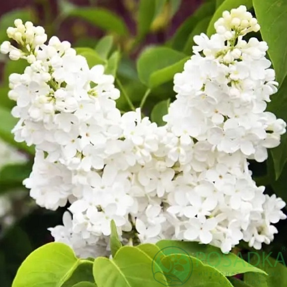 картинка Сирень обыкновенная Мадам Флорент Степман  картинка Сирень обыкновенная Мадам Флорент Степман