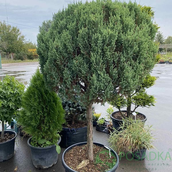 картинка Можжевельник китайский 'Stricta' (шар на штамбе) 