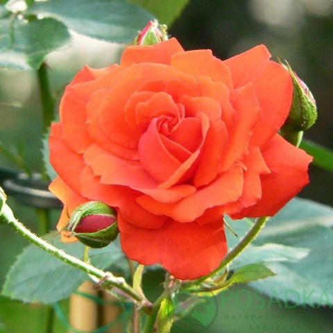 картинка Роза чайно-гибридная Импульс  картинка Роза чайно-гибридная Импульс