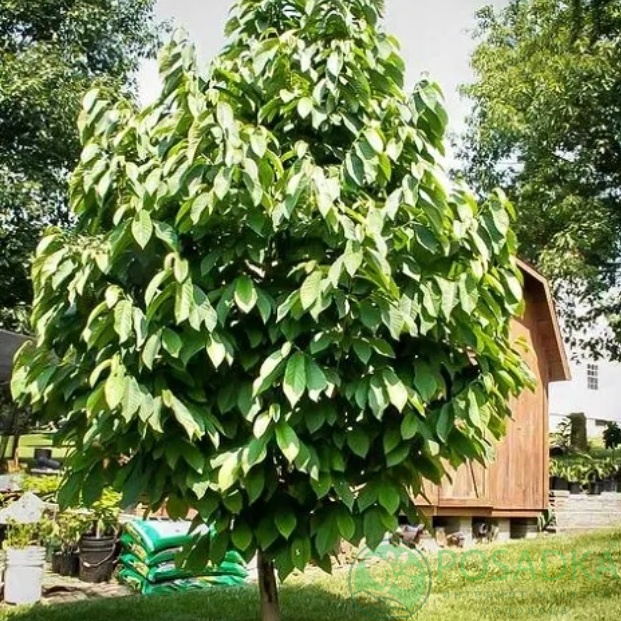 картинка Азимина Пролифик (контейнер Р14) 