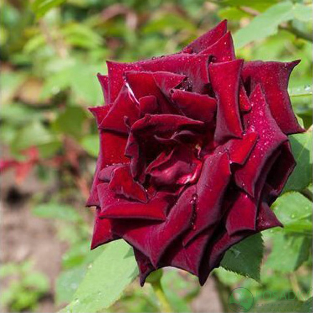 картинка Роза флорибунда Кларет Пикси (Claret Pixie) 