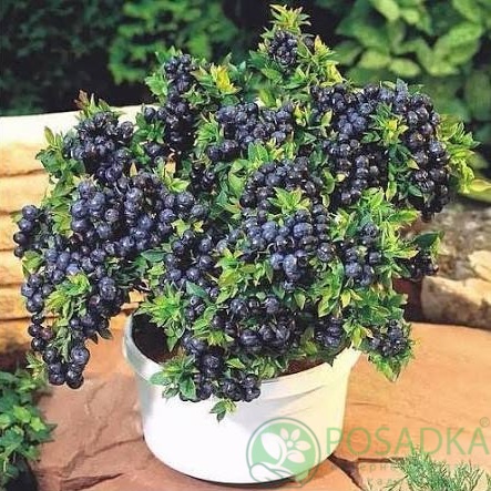 картинка Голубика Айно (Aino) 
