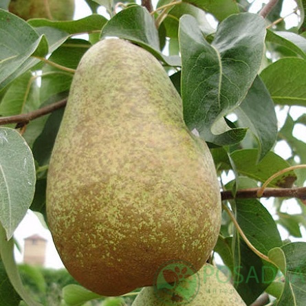картинка Груша Стрийская 