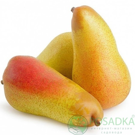 картинка Груша Аббат Фетель 