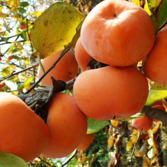 картинка Хурма Фуйю (привитая) 