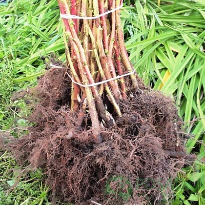 картинка Малина Радзиева 