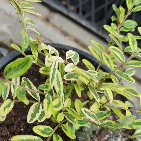 картинка Жимолость Шапочная Variegata (Lonicera Pileata) 