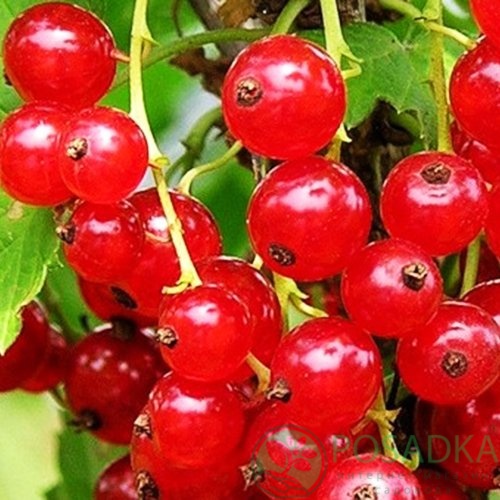 картинка Смородина красная Натали  картинка Смородина красная Натали