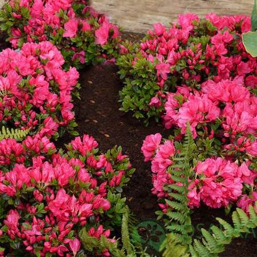 картинка Азалия японская Anne Frank 