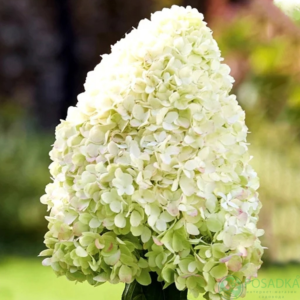 картинка Гортензия метельчатая Геркулес (Hydrangea paniculata 'Hercules) С10 