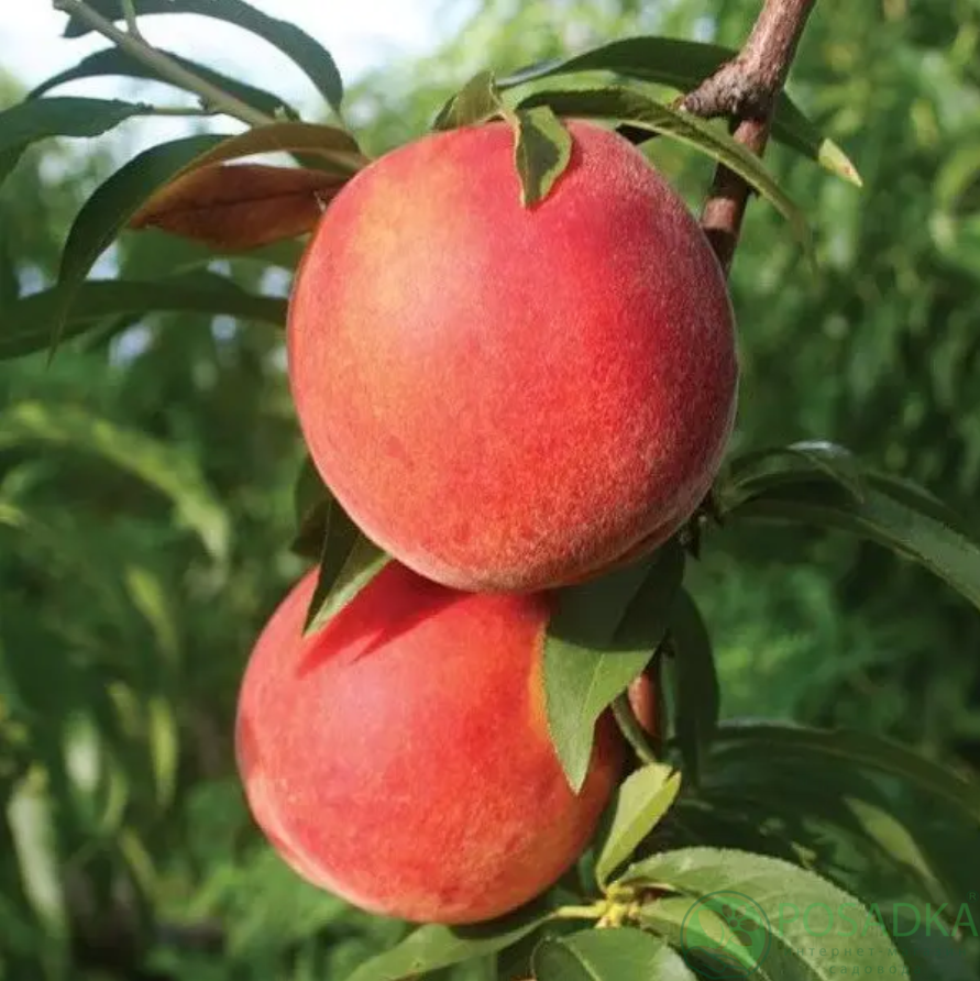 картинка Персик Канадиан Хармони 