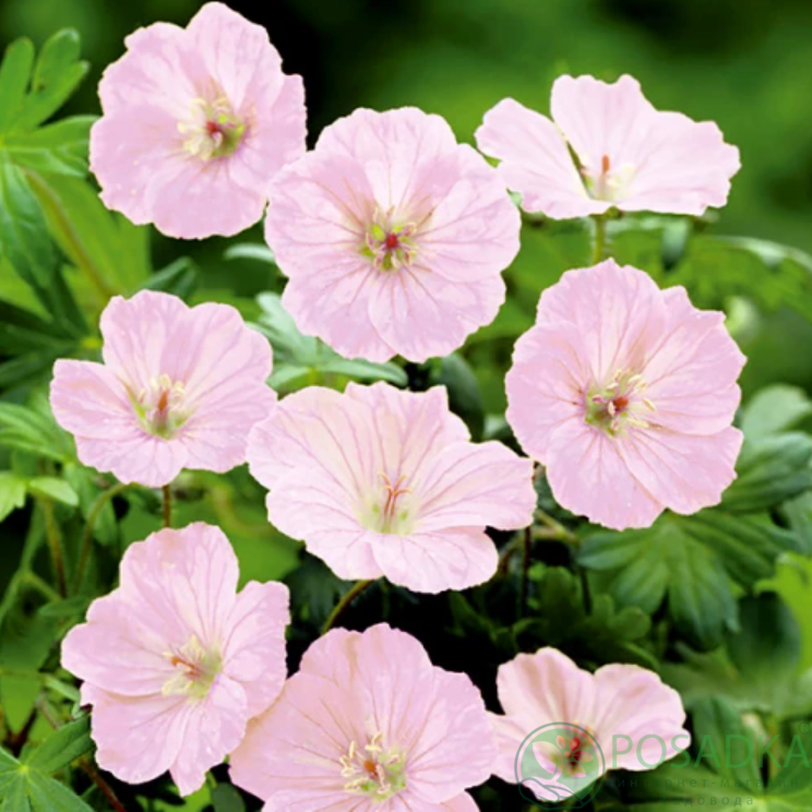 картинка Герань Vision Pink Apex картинка Герань Vision Pink Apex