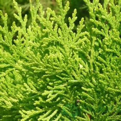 картинка Туя восточная Пирамидалис Ауреа 