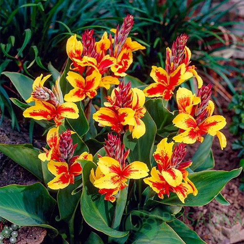 картинка Канна Queen Charlotte 