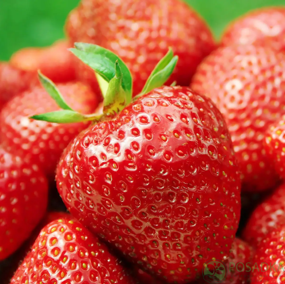 картинка Клубника Фалко 