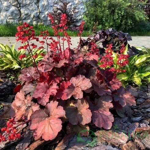 картинка Гейхера Cherry Cola 