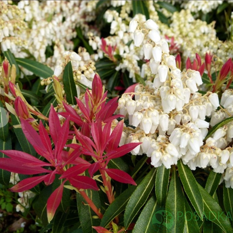 картинка Пиерис японский Форест Флэйм 