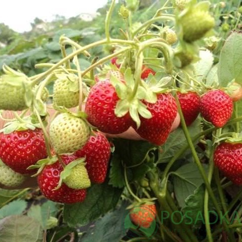 картинка Клубника Капри 