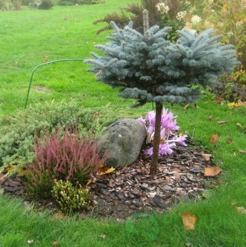 картинка Ель Глаука Глобоза (на штамбе) 3л 