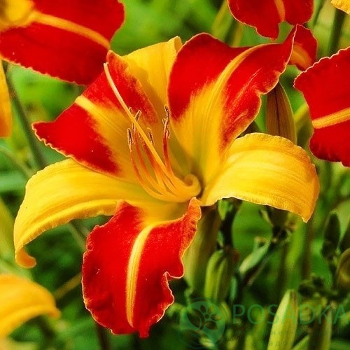 картинка Лилейник Frans Hals 