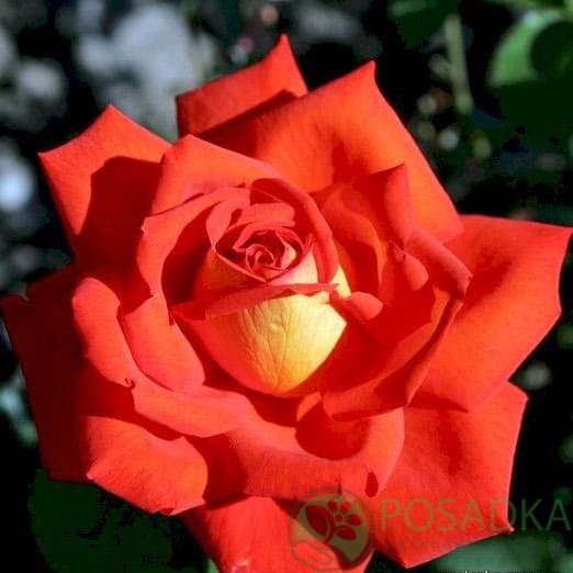 картинка Роза чайно-гибридная Лас Вегас 