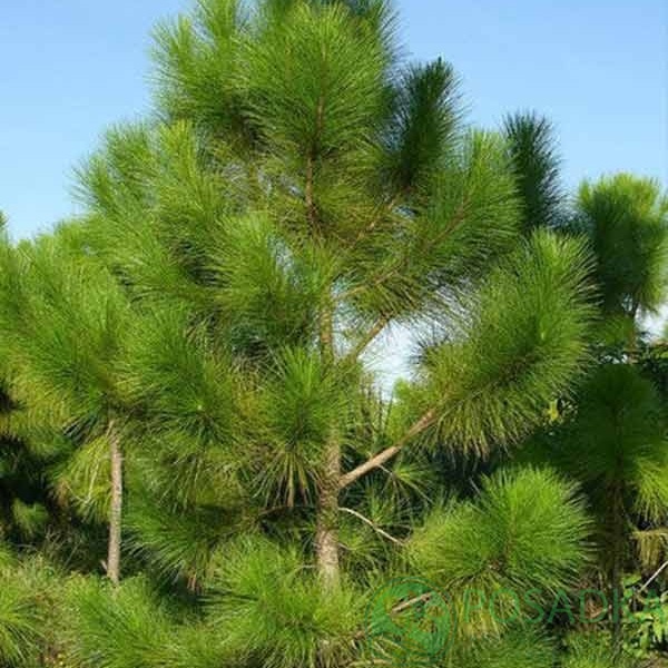 картинка Сосна желтая (Pinus ponderosa) р9 
