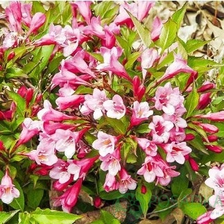 картинка Вейгела цветущая Минуэт 5л 