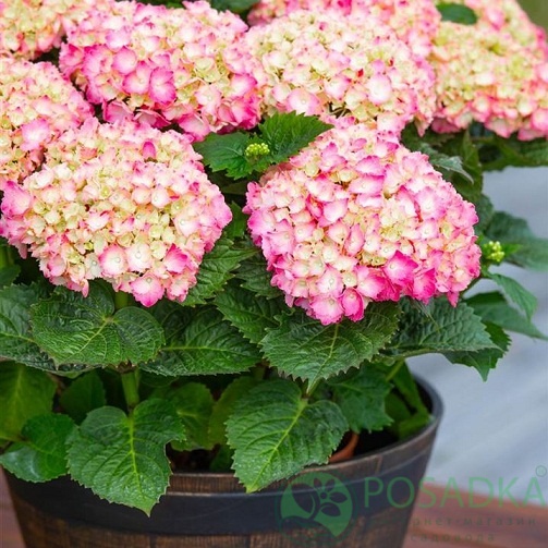 картинка Гортензия крупнолистная Salsa 