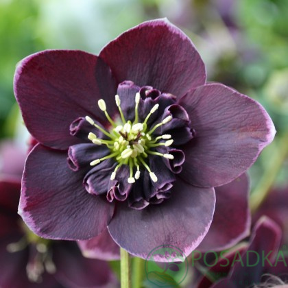 картинка Морозник Anemone Aubergine with White Edge 