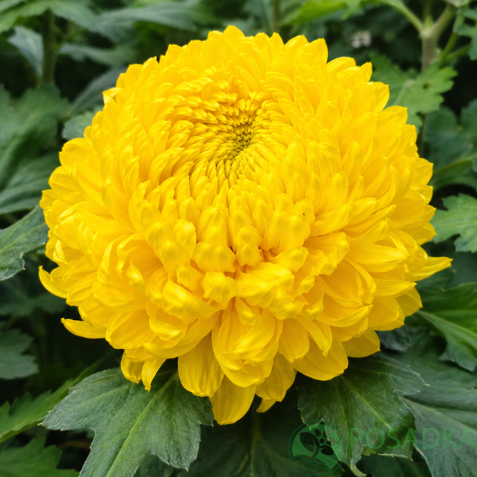 картинка Хризантема крупноцветковая Polodor Yellow 