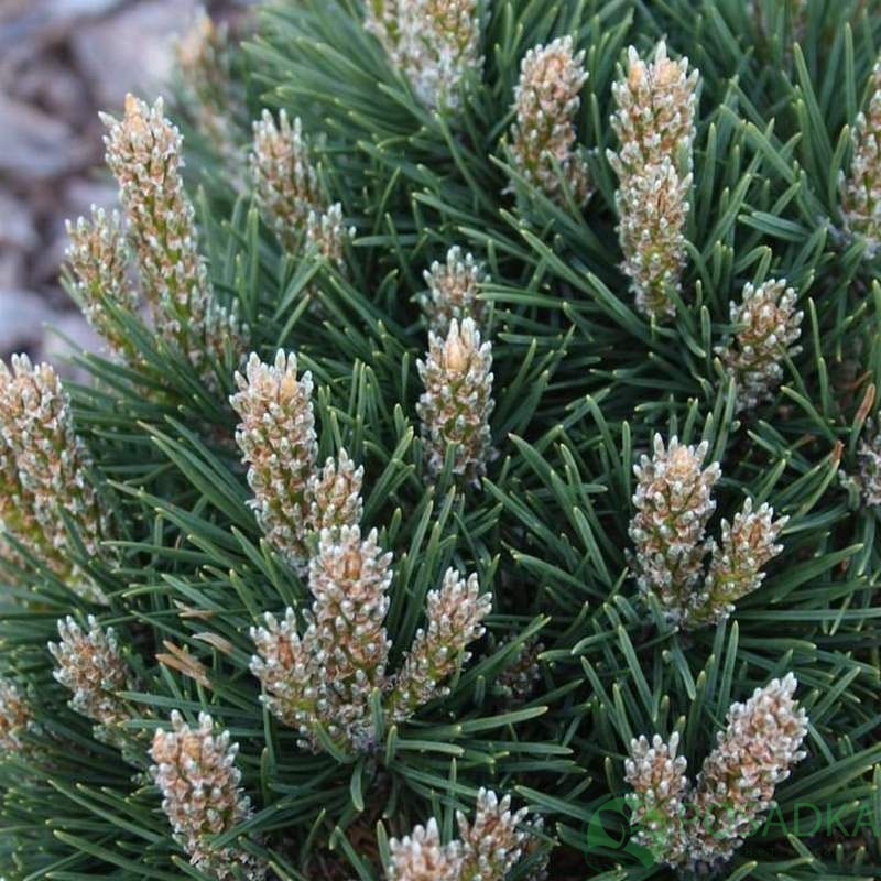 картинка Сосна горная Dom 