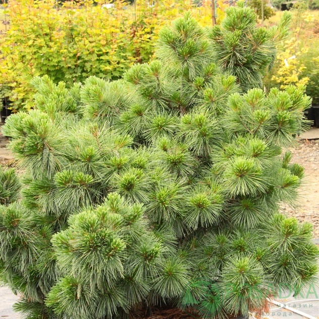 картинка Сосна веймутова Connecticut Slate  картинка Сосна веймутова Connecticut Slate