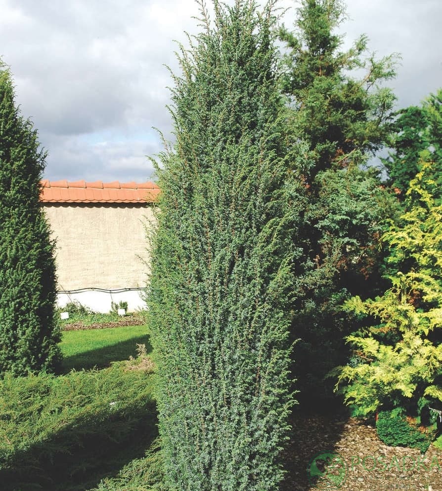 картинка Можжевельник обыкновенный Мейер 3 л 