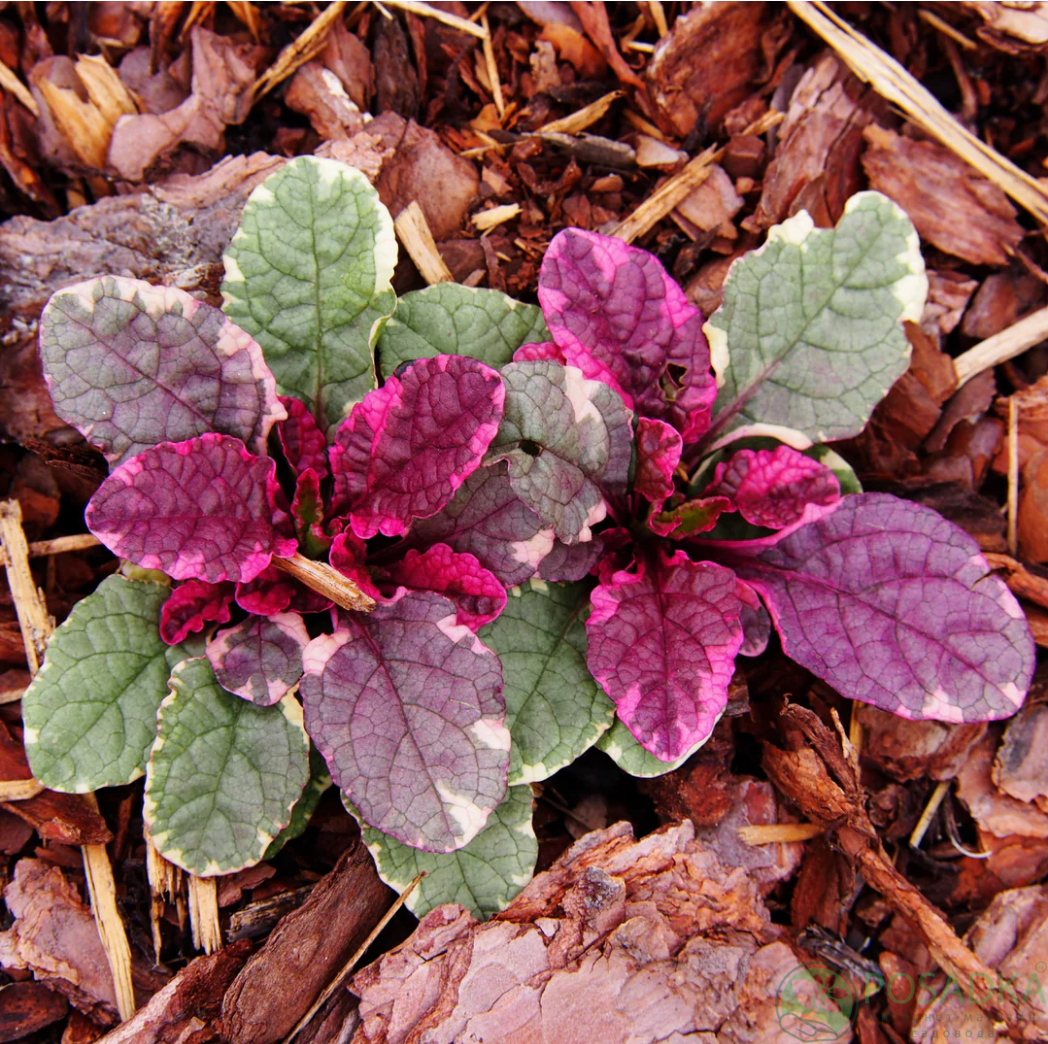 картинка Живучка Burgundy Glow 