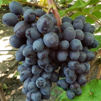 картинка Виноград Изюмский мускат 