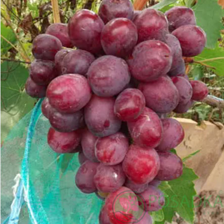 картинка Виноград Минор 