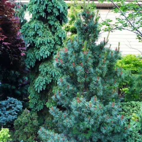 картинка Сосна мелкоцветковая Negishi 