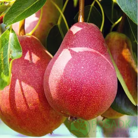 картинка Груша Гортензия 