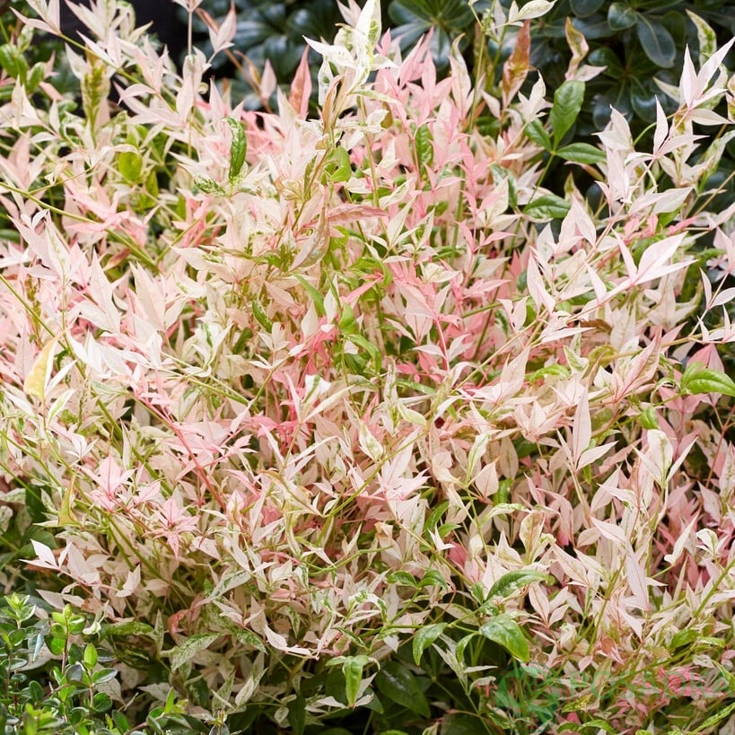 картинка Нандина домашняя Twilight 