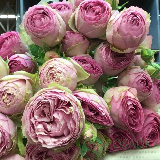 картинка Роза спрей Сильвер Лэйси С2 